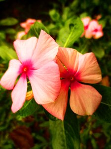 Nature plant blossom