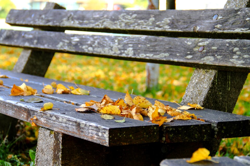 Nature fall leaves rest