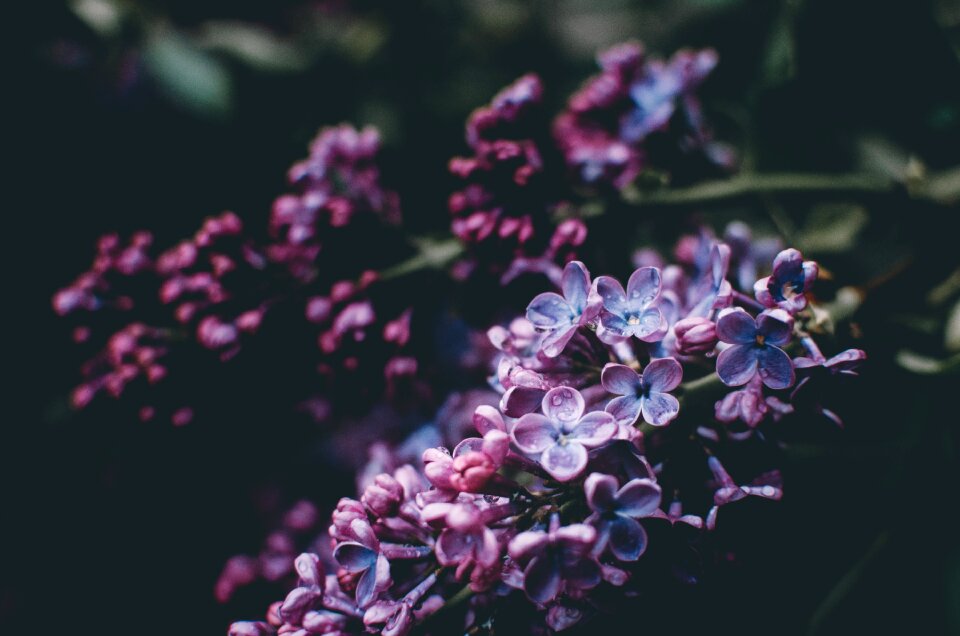 Flowers bloom garden