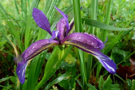 Botany plant flower
