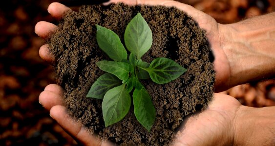 Sustainability nature plant