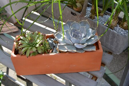Offered garden cactus