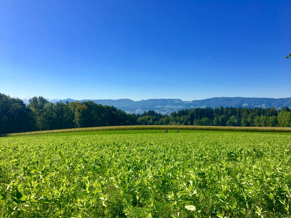 Zurich alpine mountains