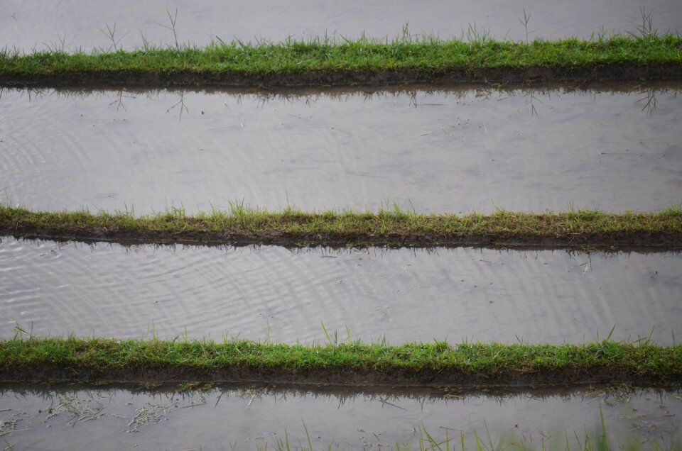 Transplanting rice indonesia bali