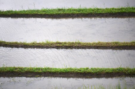Transplanting rice indonesia bali
