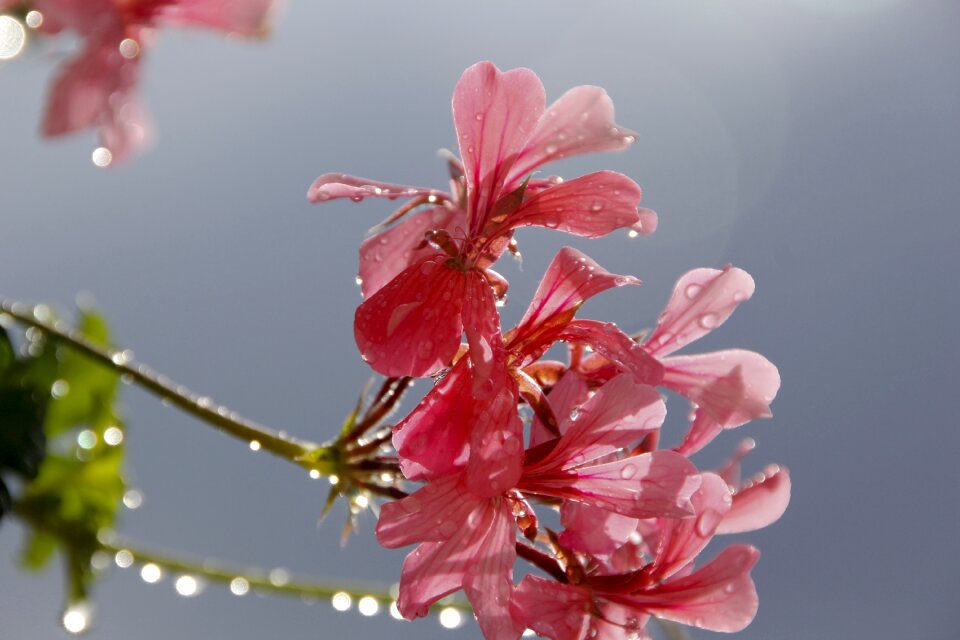 Plant red raindrop