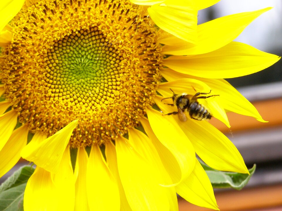 Plant bumblebee flower