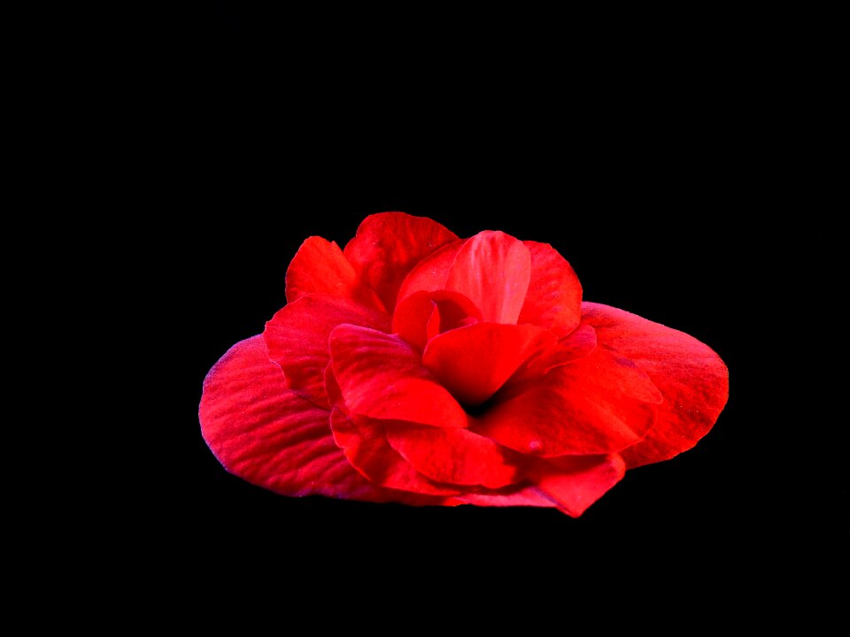 Red flower black background