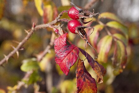 Nature bush autumn fruits