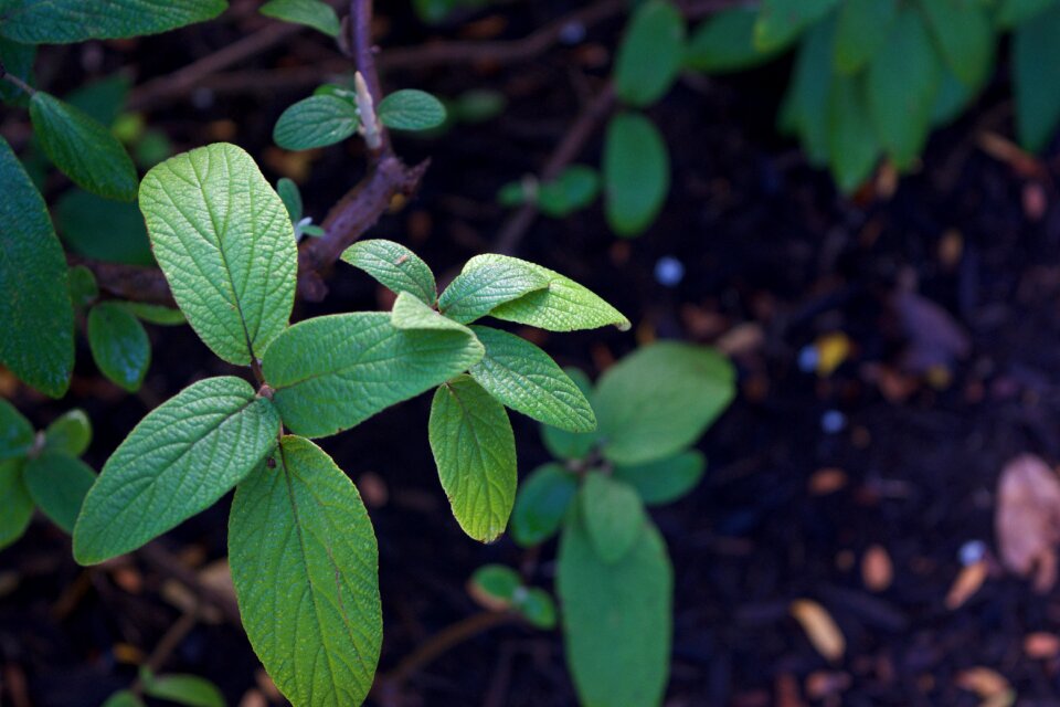 Plant nature green leaves