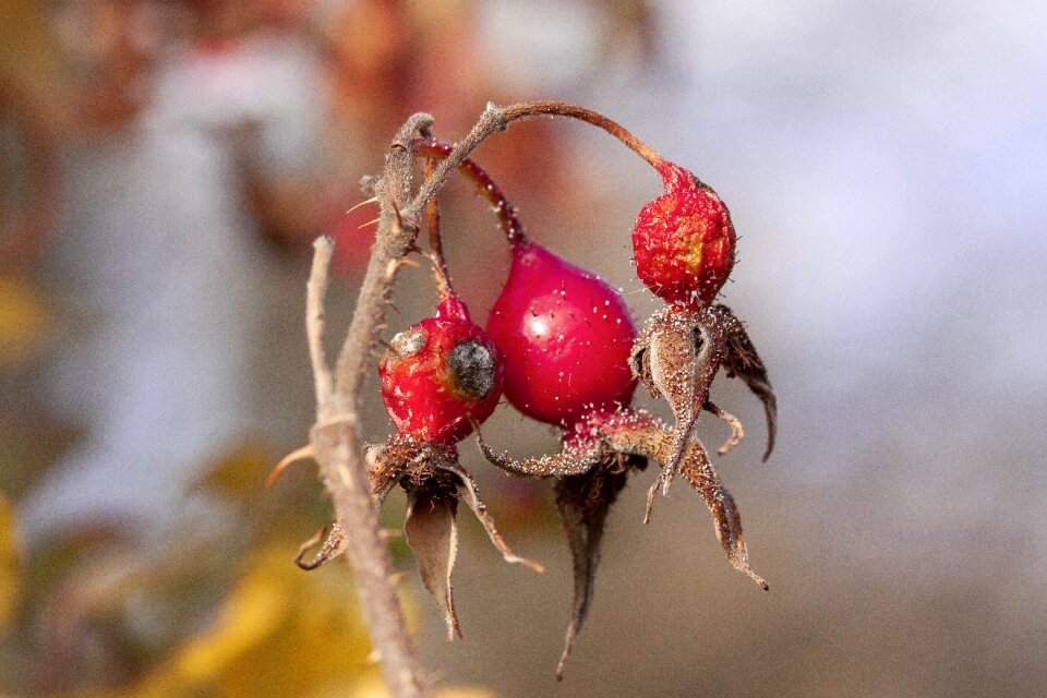 Nature bush autumn fruits