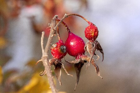 Nature bush autumn fruits photo