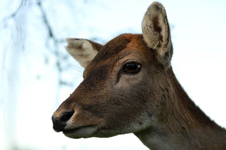 Animal world wild wild animal