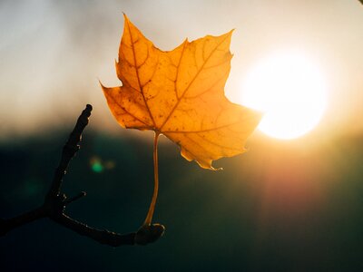 Maple leaf sunshine sunset
