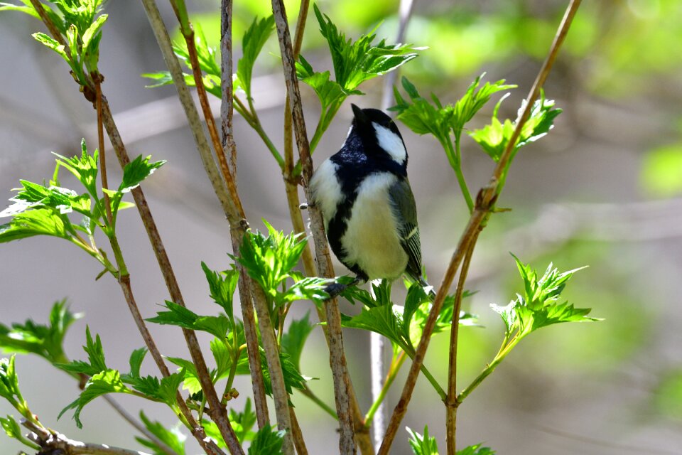 Bird wild animals tits