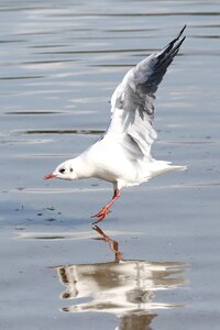 Nature animal sea