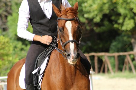 Horse horse riding equestrian