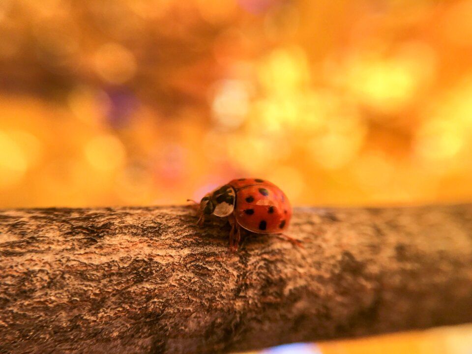 Ladybug ladybird insect