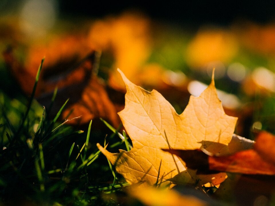 Grass nature autumn