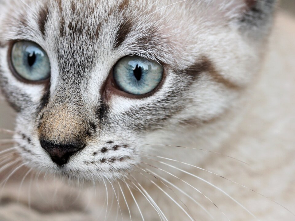 Young cat pet small cat