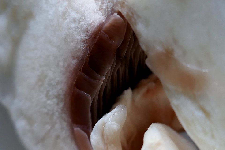 P2030546