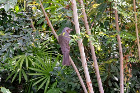 Tropical any person not shrub