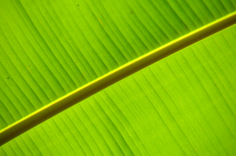 Leaves tropics nature