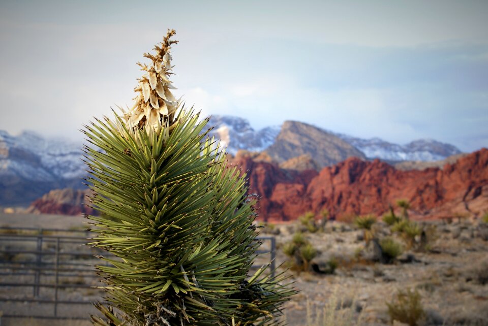 Red rock landscape photo