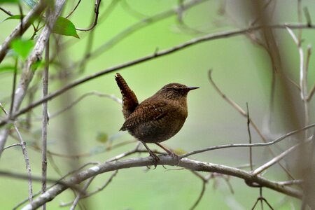 Wild animals outdoors wren