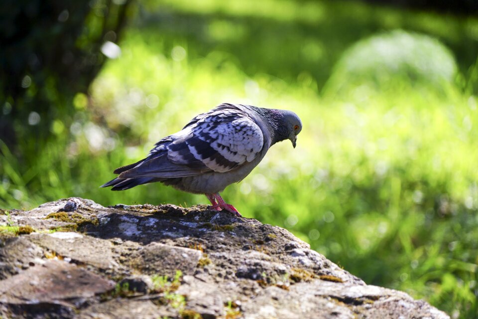 Outdoors plumage environment