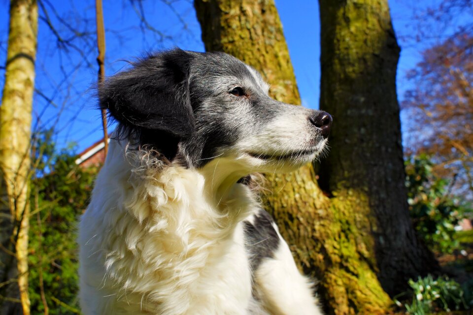 Male beautiful dear