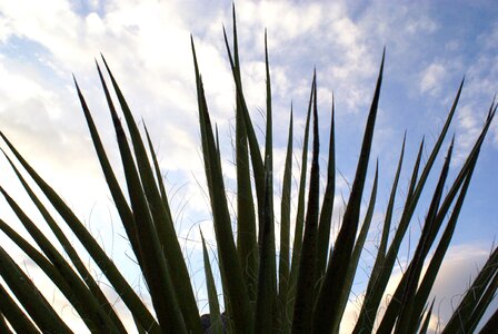 Palm sky close up