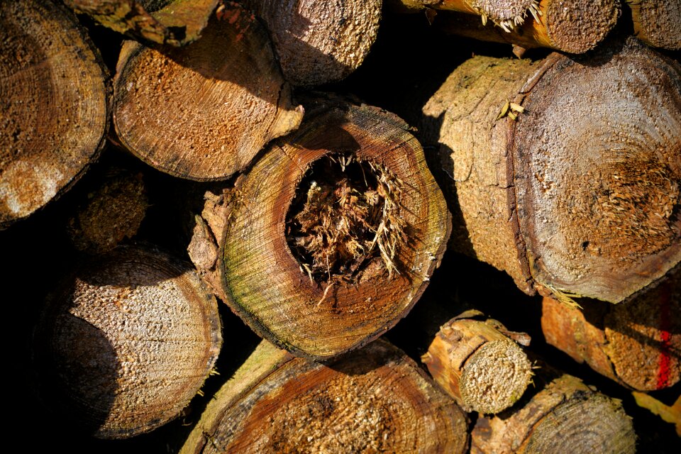Firewood tribe nature