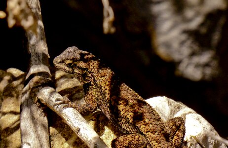 Dark eyes perched brush photo