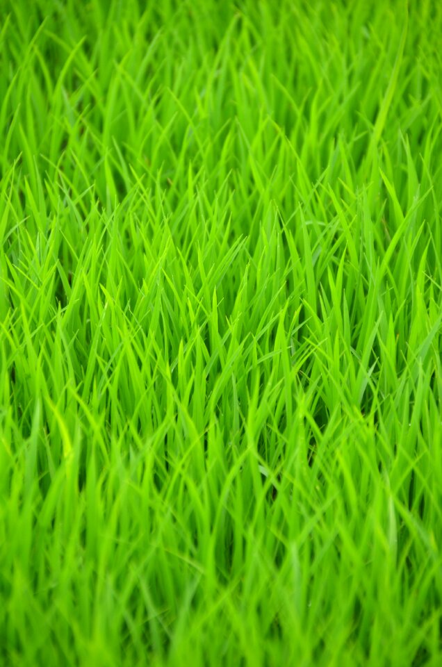 Shoots transplanting rice rural