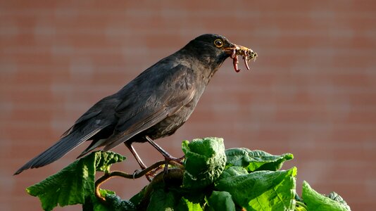 Animal blackbird blackbird with food