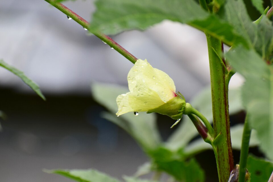 Spring floral plant