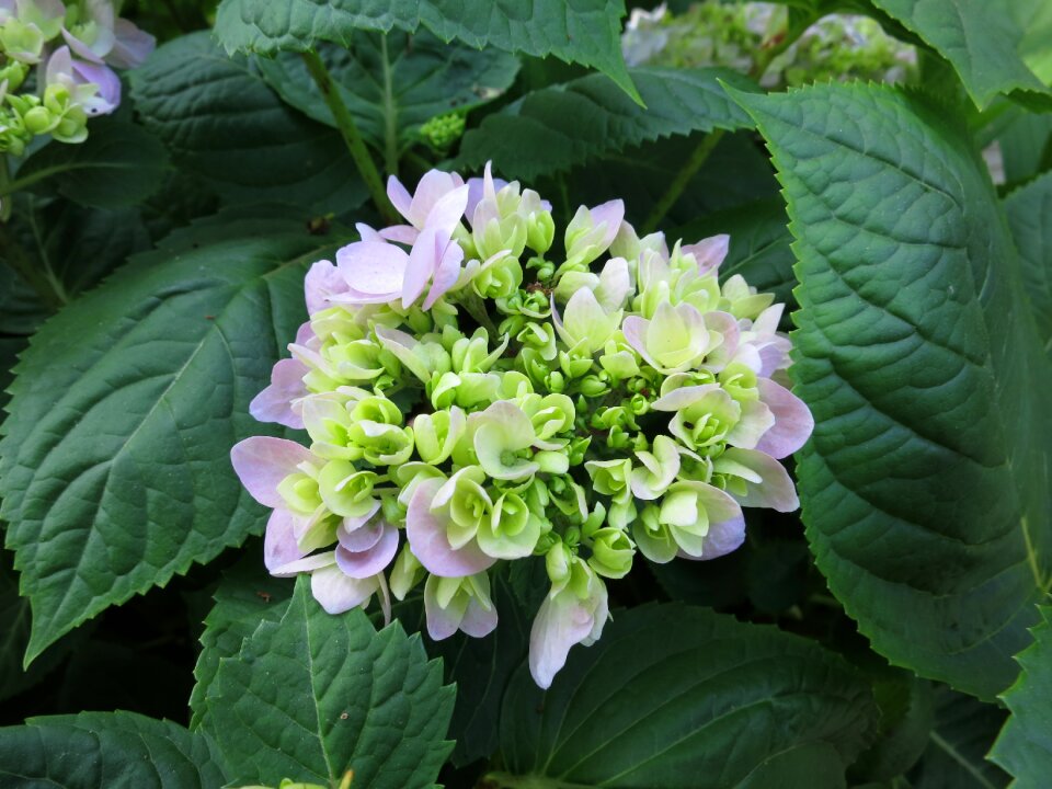 Hydrangea floral blooming