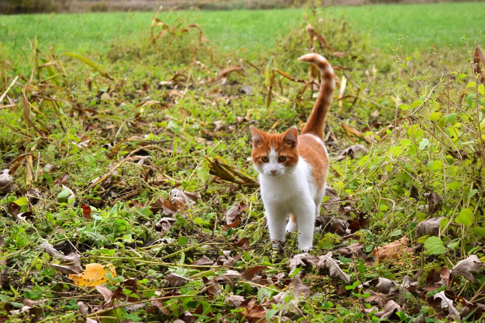 Animal feline grass