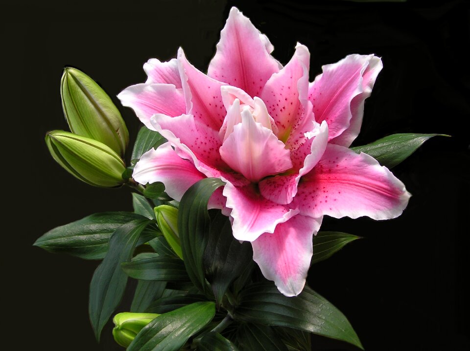 Decorative bulb garden