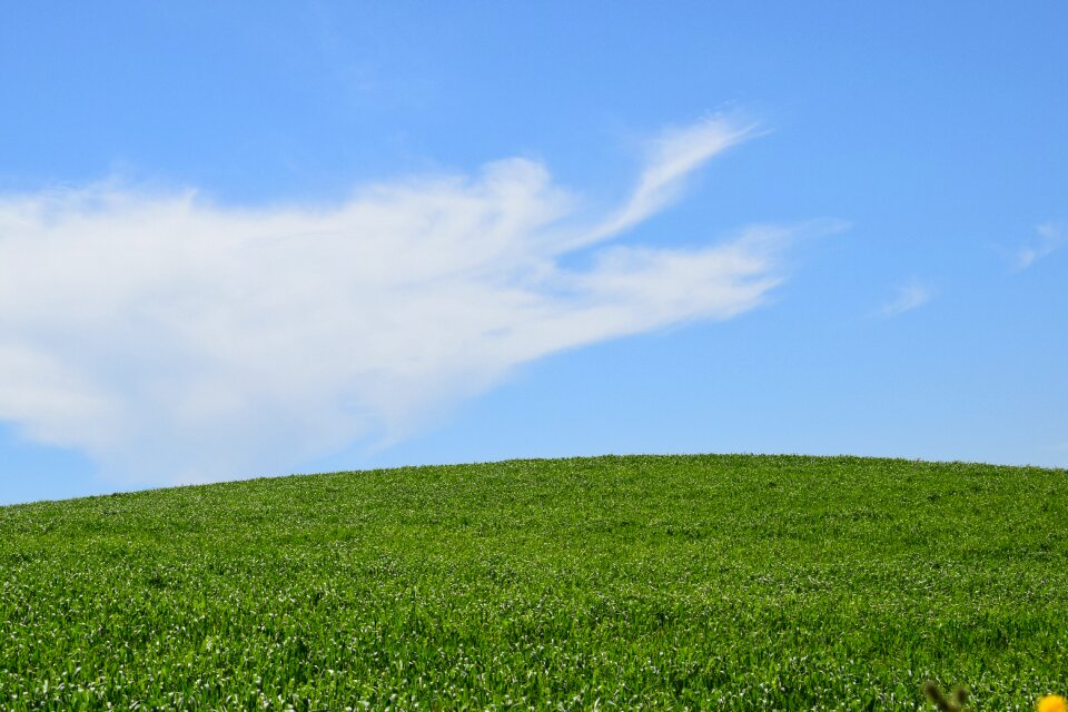 Outdoors field durum wheat