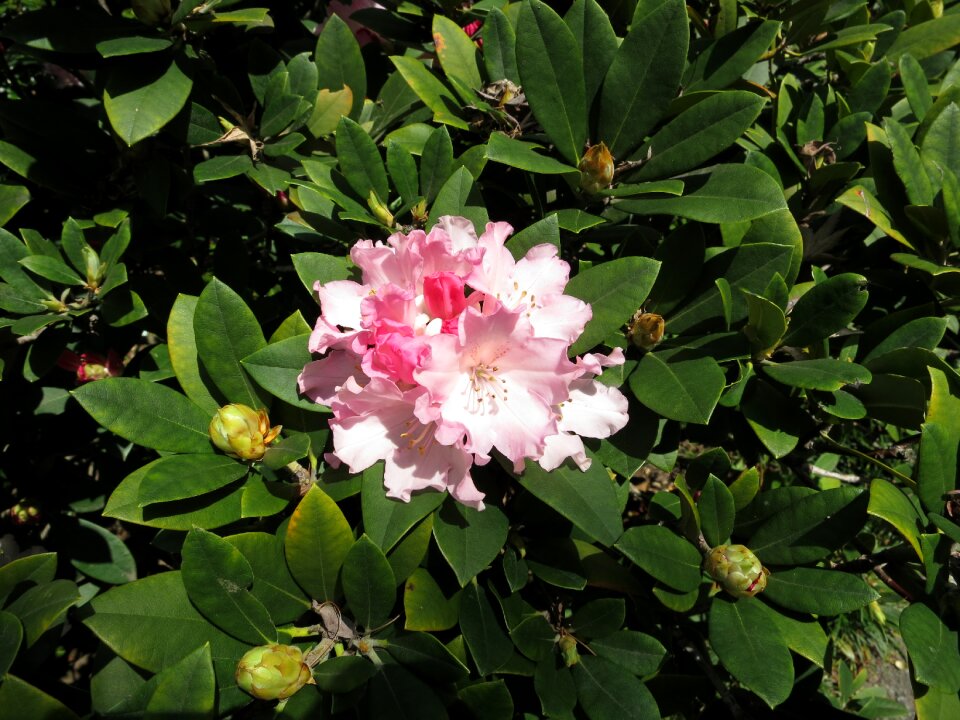 Blossom nature botanical
