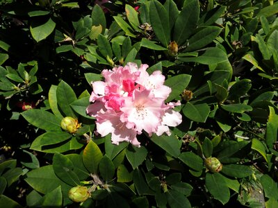 Blossom nature botanical