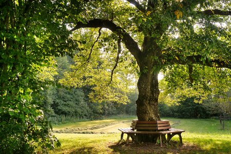 Resting place rest area bank idyll photo