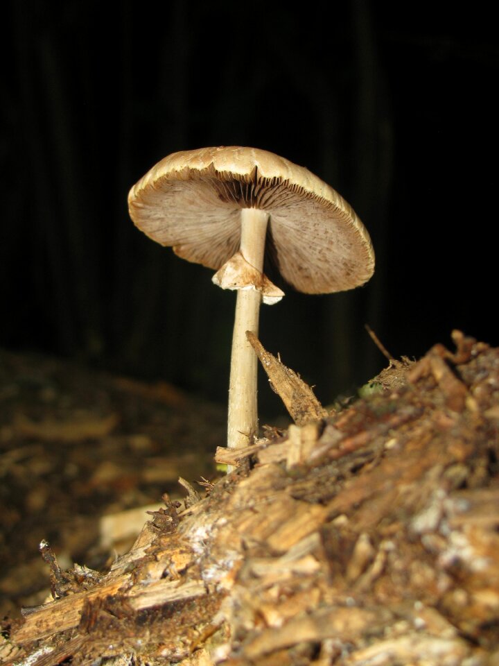 Forest mushrooms nature