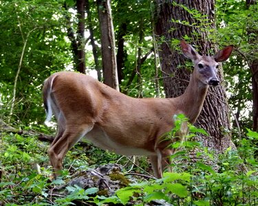 Animal whitetail brown photo