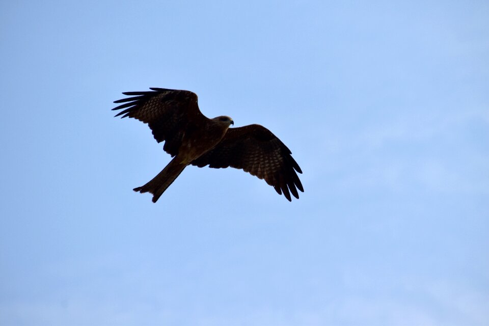 Predator bird blue sky
