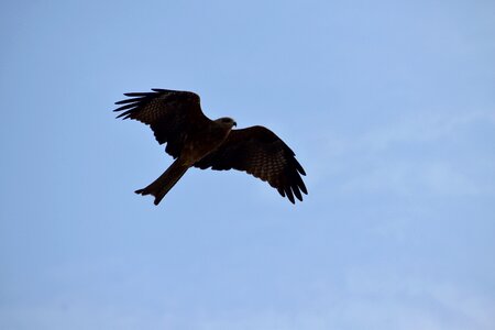 Predator bird blue sky