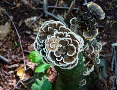Fungi mushroom wood