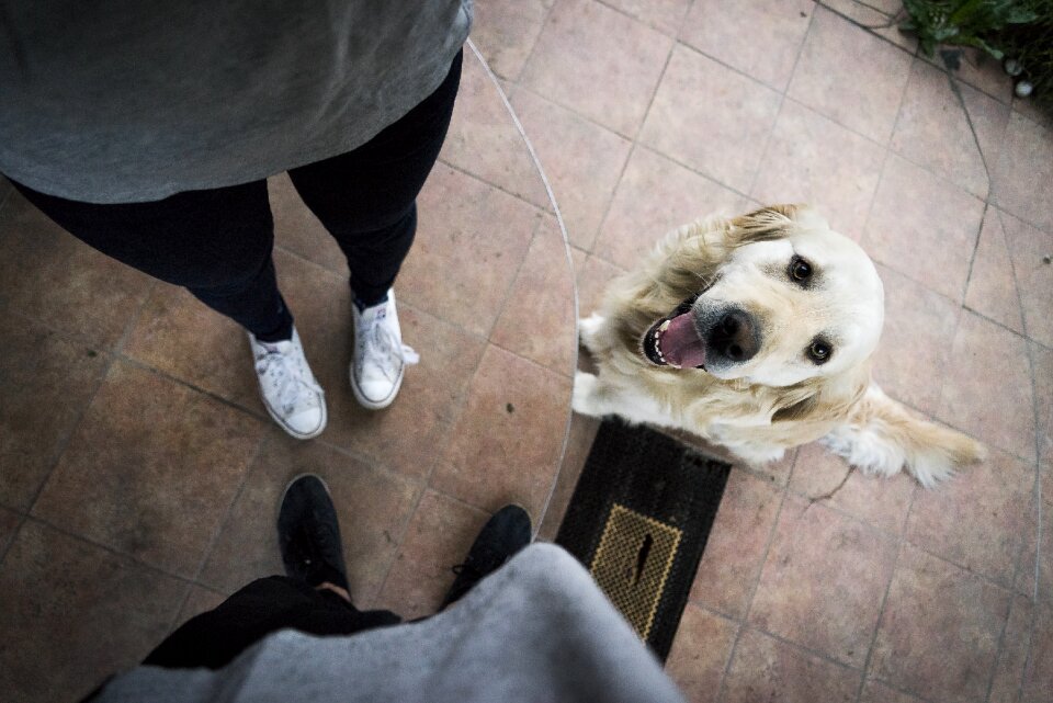 Friends animals pet